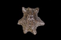 藏品(鵜足青螺)的圖片